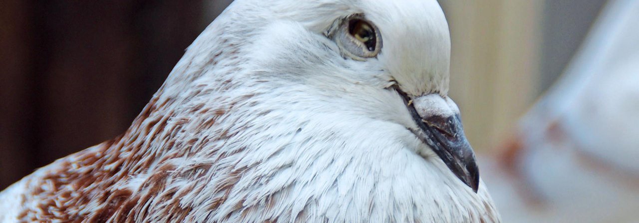 Obwohl er auf einem Auge blind ist, kommt dieser Schlesische Kröpfer gut zurecht.