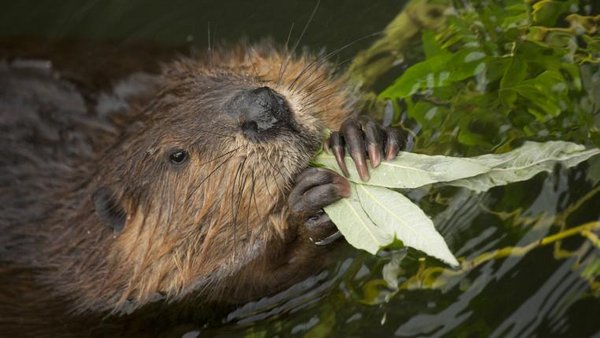 20 Fakten über den Biber - tierwelt.ch | TierWelt
