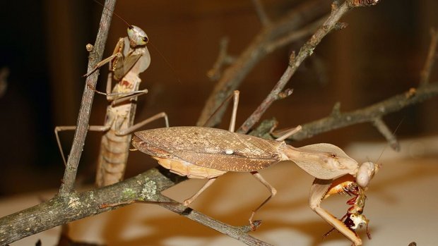 Rhombodera kirbyi, zur Paarung angesetzt. Das Männchen hinten signalisiert mit den Fühlern Interesse am Weibchen.Dieses frisst eine Schabe.