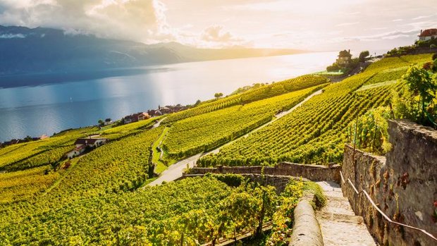 Lavaux mit Blick auf den Genfersee