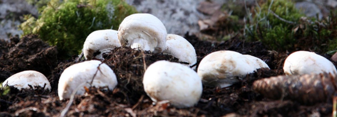 Wer einen Pilzgarten anlegt, sollte einen schattigen, windgeschützten Platz wählen.