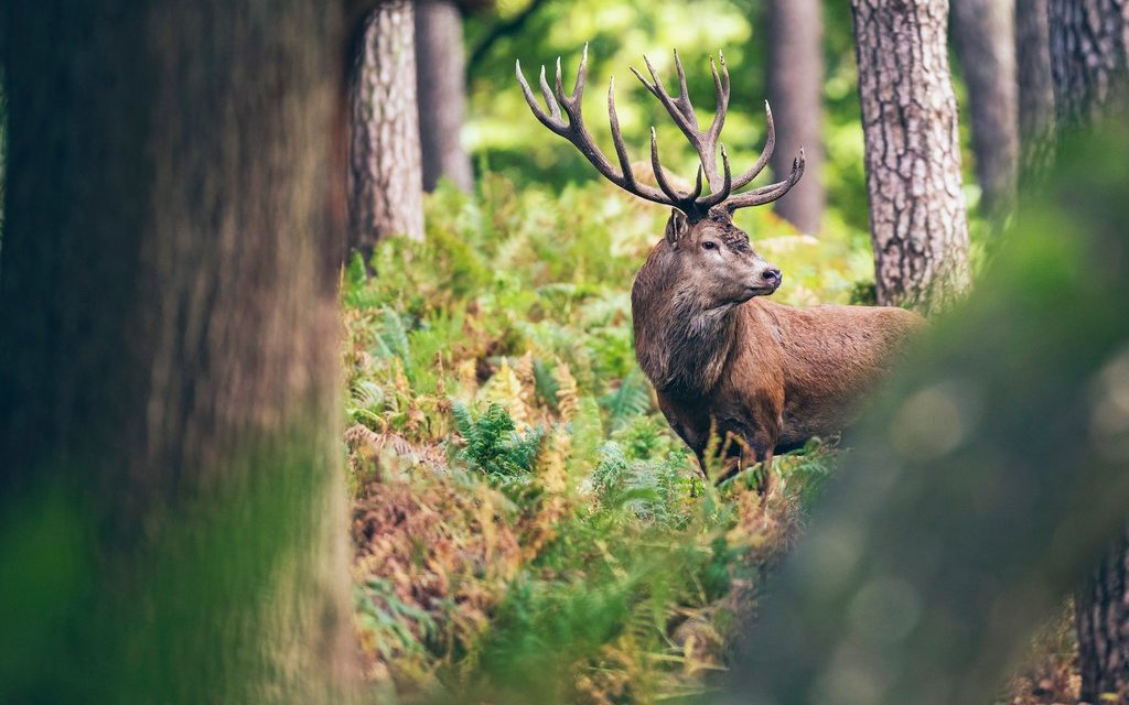 Der König der Wälder ist scheu und es braucht Geduld, ihn beobachten zu können. 