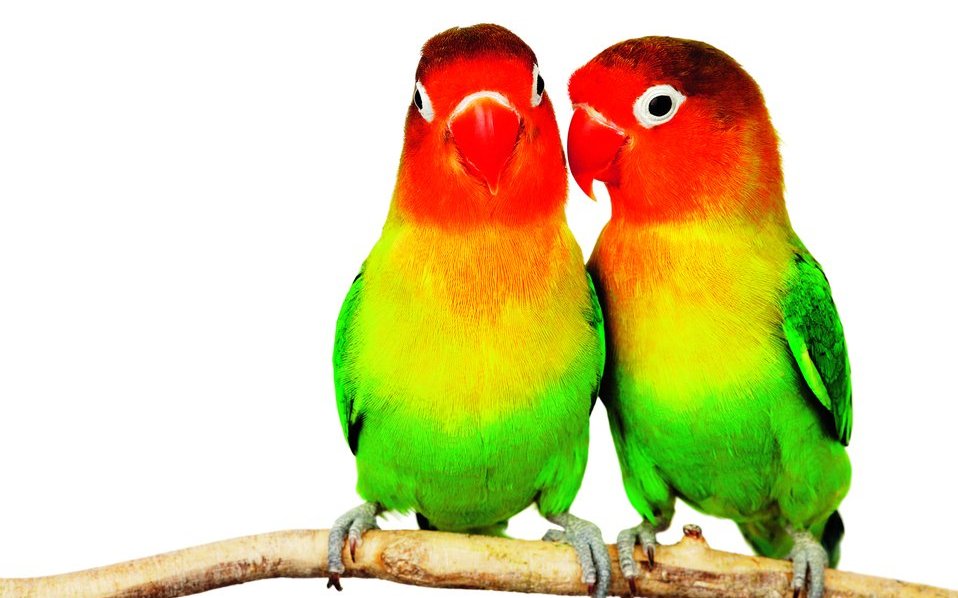 Unzertrennliche wie diese Pfirsichköpfchen werden auch Liebesvögel genannt, weil sie eine sehr enge Paarbindung haben.
