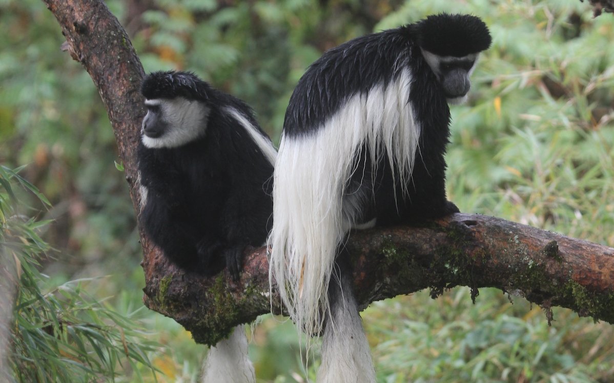 In welchen europäischen Zoos Nördliche Guerezas gehalten werden zeigt die Zootierliste. 