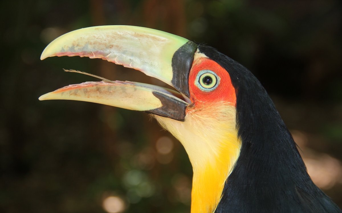 Bei diesem Bunttukan ist die lange, schmale Zunge gut sichtbar. 