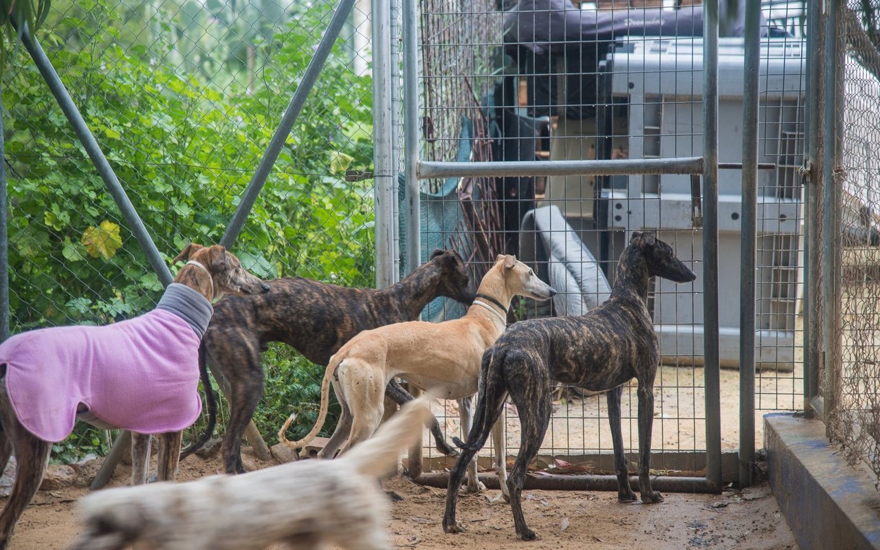 In Spanien landen die Galgo-Hunde nach der Jagd-Saison in Tötungs-und Auffangsstationen. 