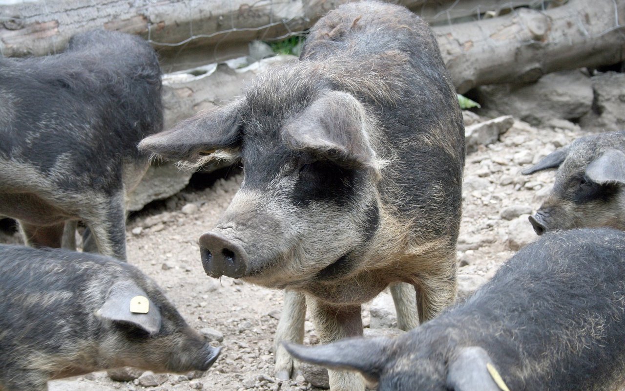 Das Wollschweinfleisch ist bei Kennern sehr beliebt.