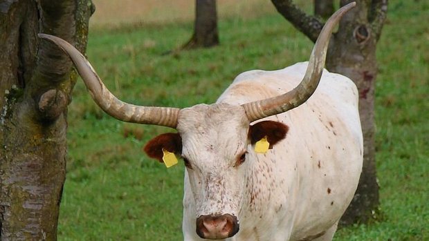 Texasa Longhorn