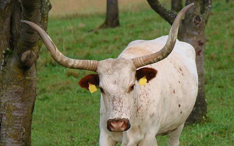 In der Schweiz gebe es mittlerweile über 100 Texas Longhorn Tiere.