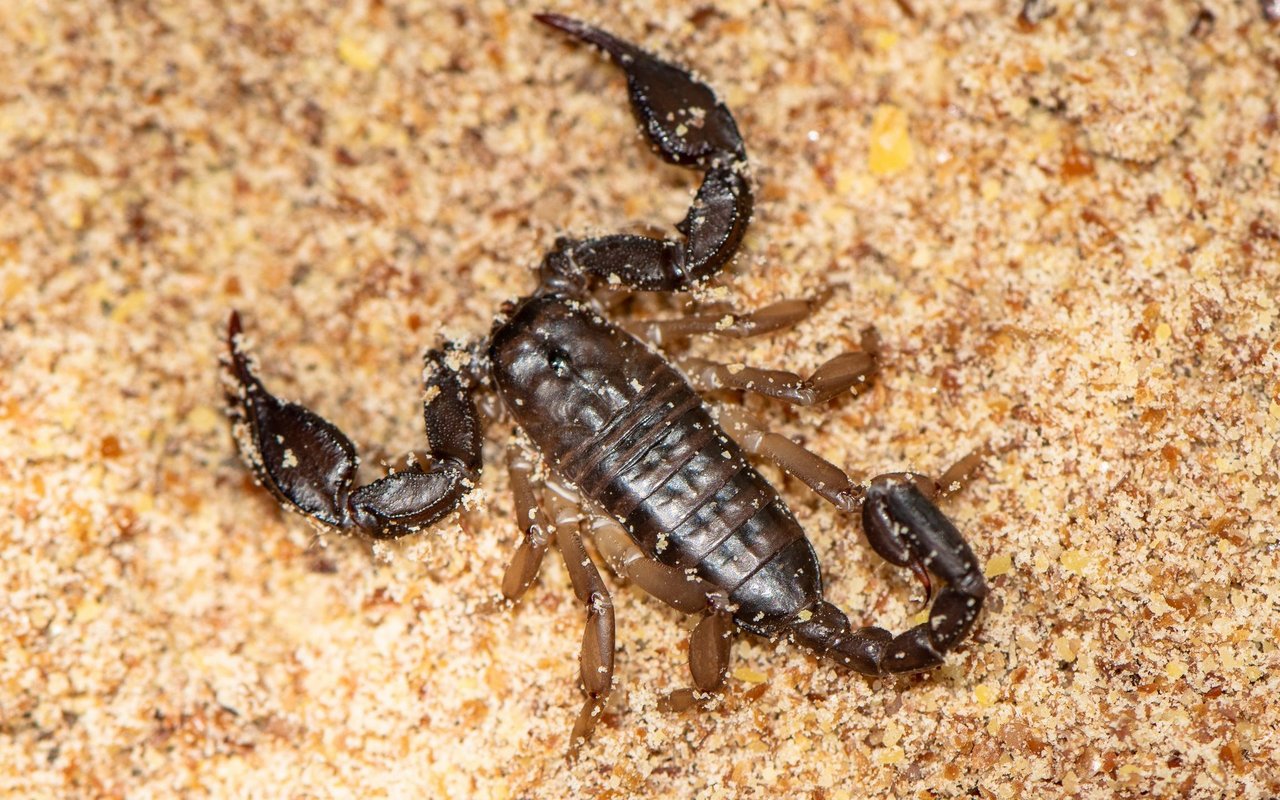 Der Italienische Skorpion ist hauptsächlich im Tessin oder im Misox-Tal (GR) anzutreffen. 