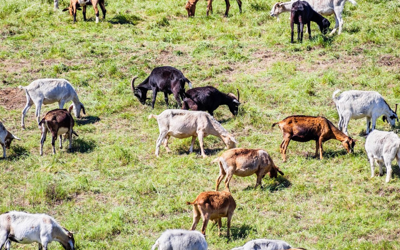 Bis zu 300 Ziegen pro Herde grasen an verschiedenen Orten in Kalifornien.