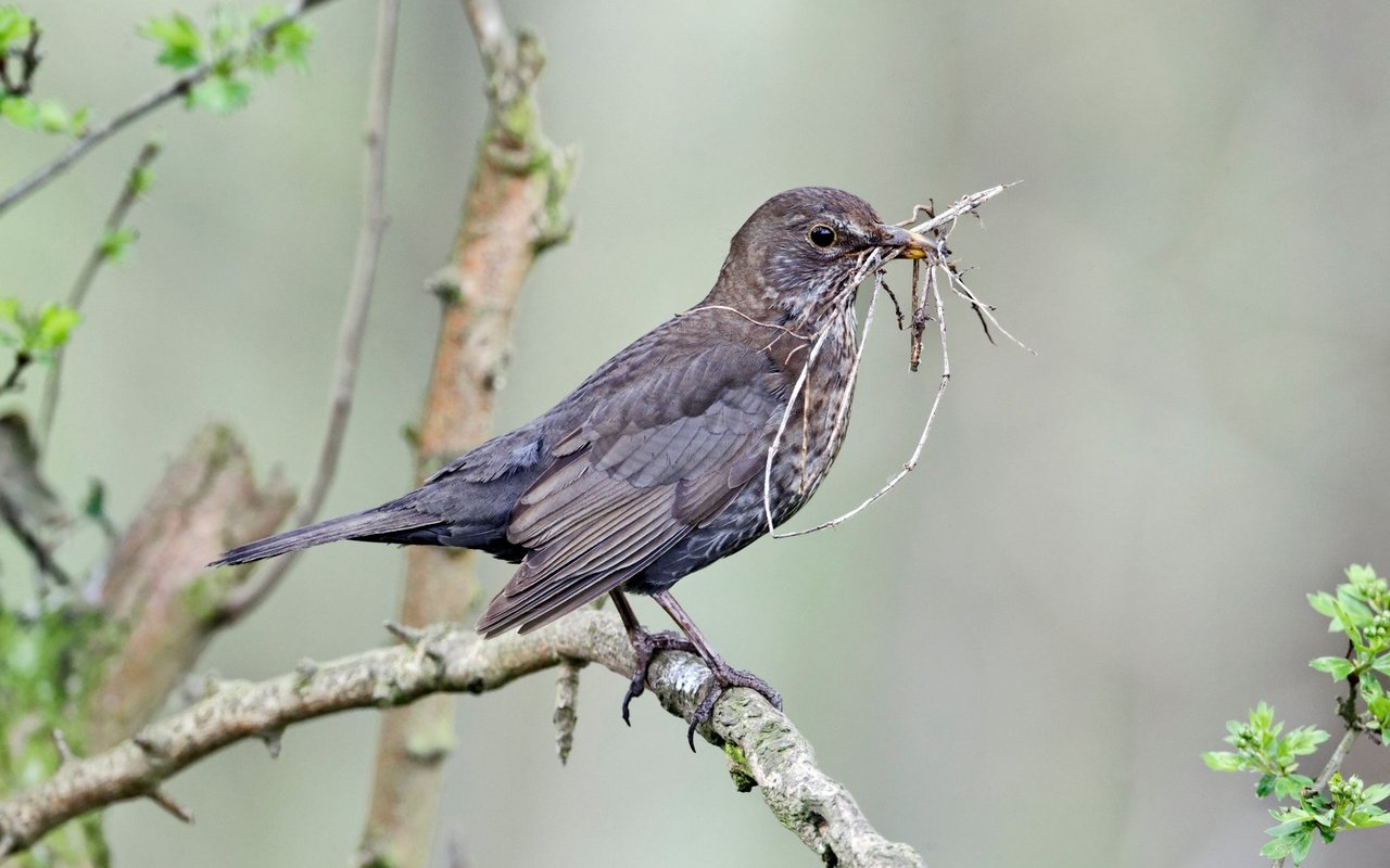 Die Vögel wissen genau, was für Äste sie für den Nestbau benötigen. 