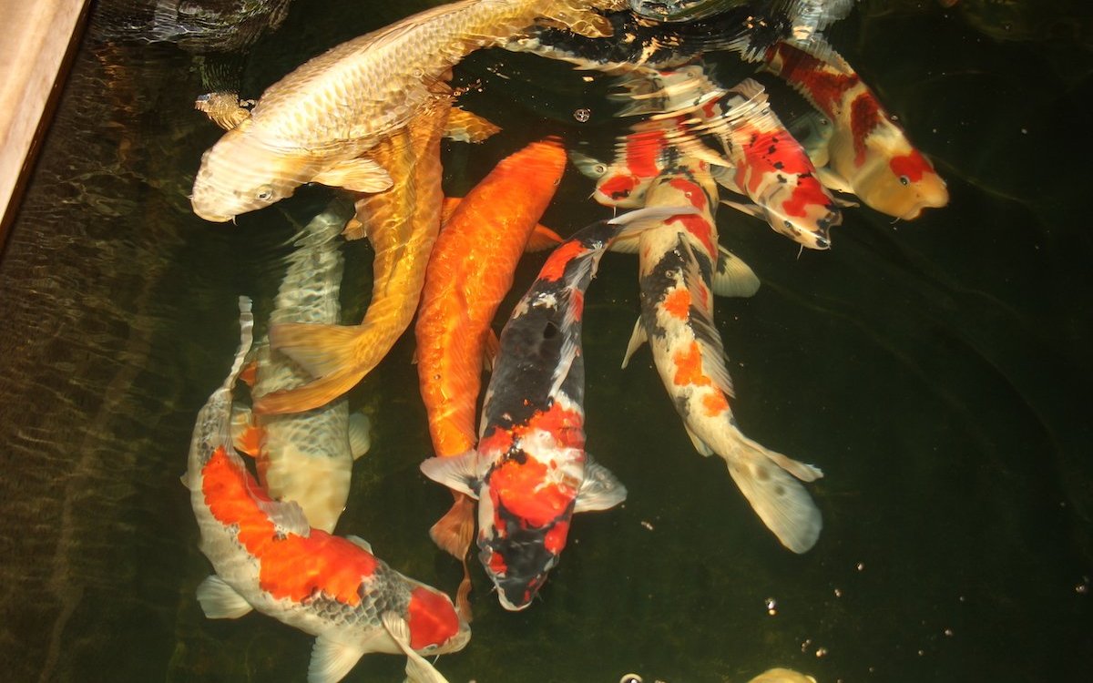 Kois benötigen viel Platz und gut gefiltertes Wasser. 