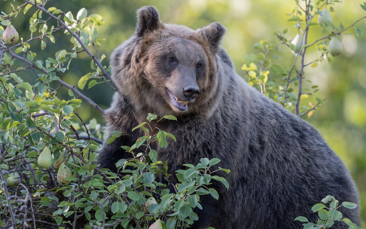 Ein Marsischer Bär in den Abruzzen.