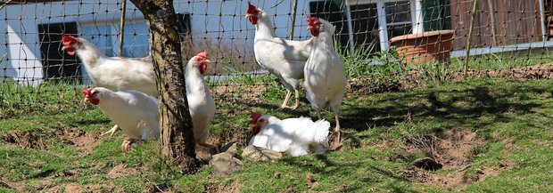 Hühner im trockenen Auslauf
