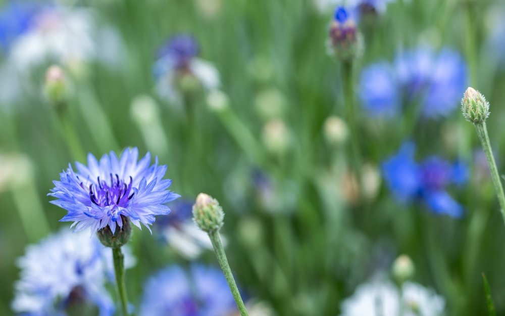 Die Kornblume (Centaurea cyanus) ist eine wertvolle Nahrungsquelle für Wildbienen.