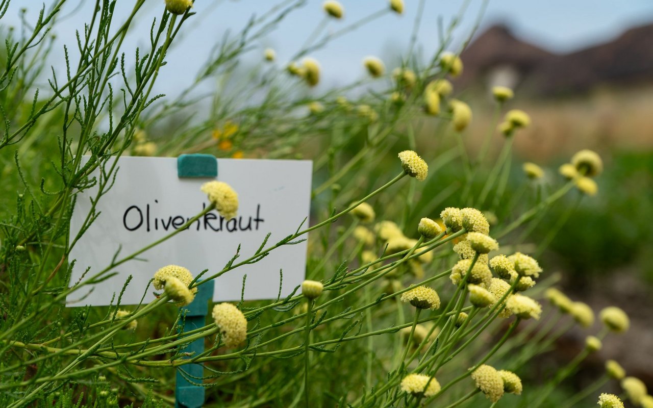 Mit dem Olivenkraut lasse sich jedes Gericht verfeinern. Tatsächlich erinnert der Geruch an Oliven.