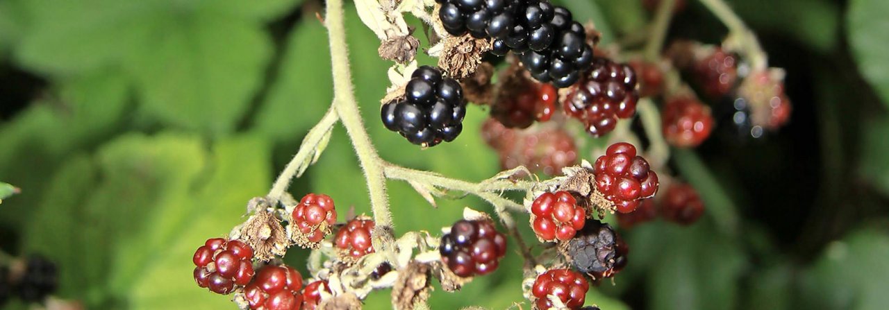 Wilde Brombeeren eignen sich für die Hühner im Winter ideal als Dessert.