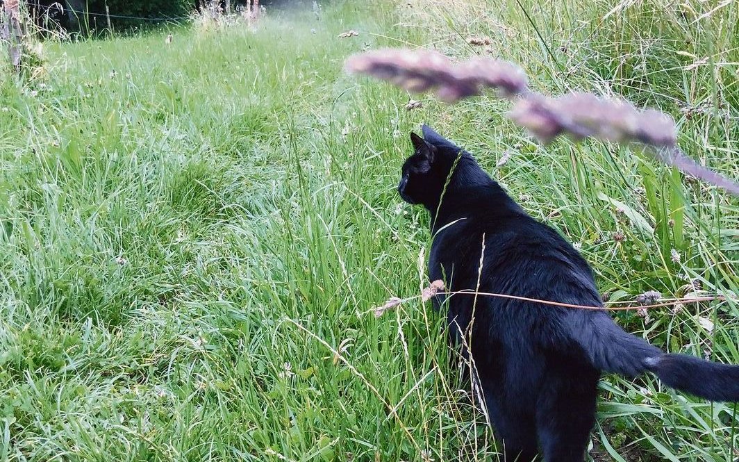 Katze Mia braucht keine Leine. Sie entscheidet zwar, wo lang es geht, kommt aber auf Kommando zu ihrem Frauchen zurück.