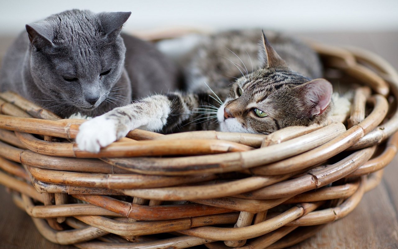 Bei der Vergesellschaftung zweier Katzen ist Geduld gefragt. 