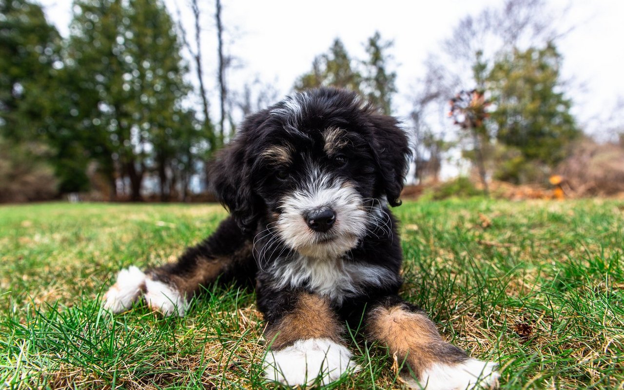Bernedoodles sind eine eher jüngere Doodle-Variation. 