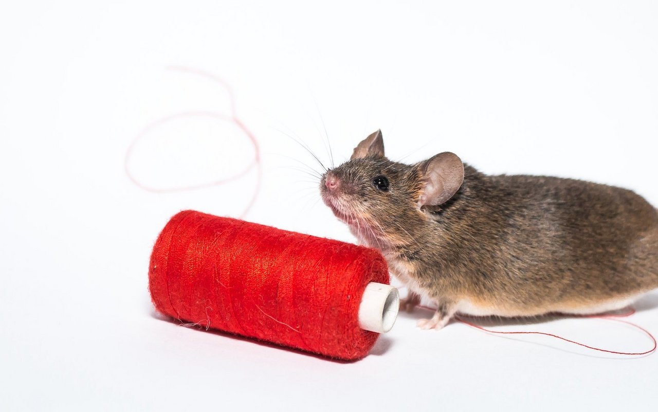 Je nach Anwendung der Redensart beisst die Maus einen oder eben keinen Faden ab. 