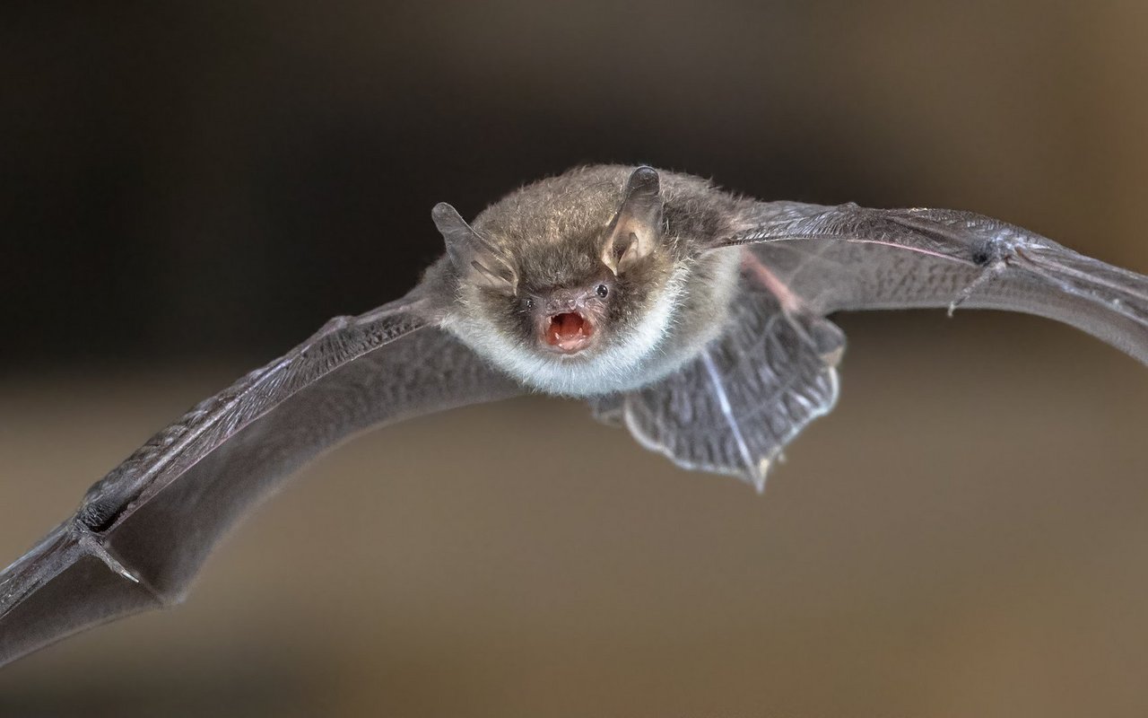Fledermäuse, ausgenommen die Hufeisennasen, stossen Schreie, die im Ultraschallbereich liegen, über den Mund aus. 
