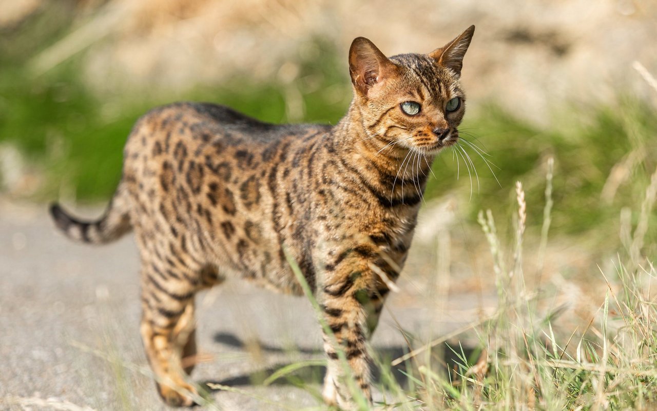 Bengalkatzen werden oft unüberlegt ins Haus geholt. 