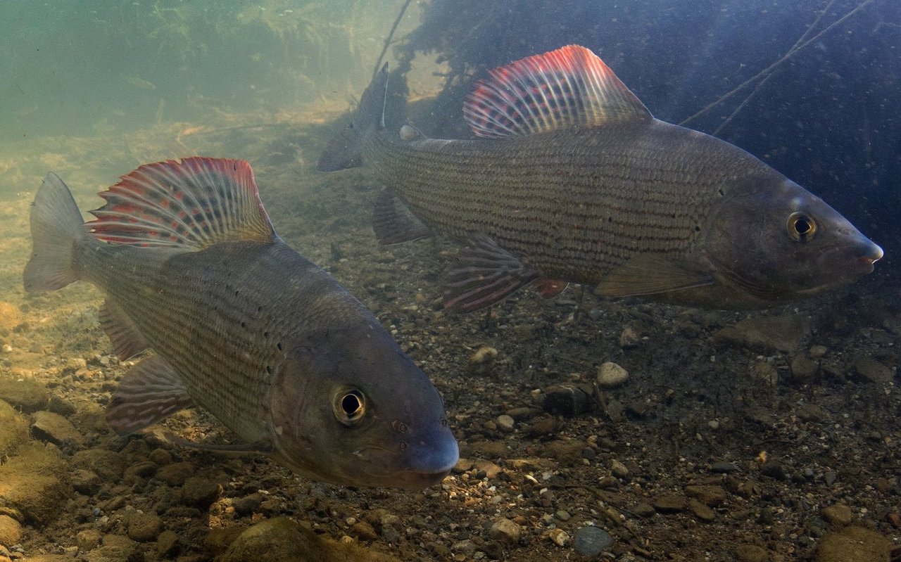 Die Äsche gehört zu den kälteliebenden Fischarten, die von den steigenden Wassertemperaturen bedroht sind.