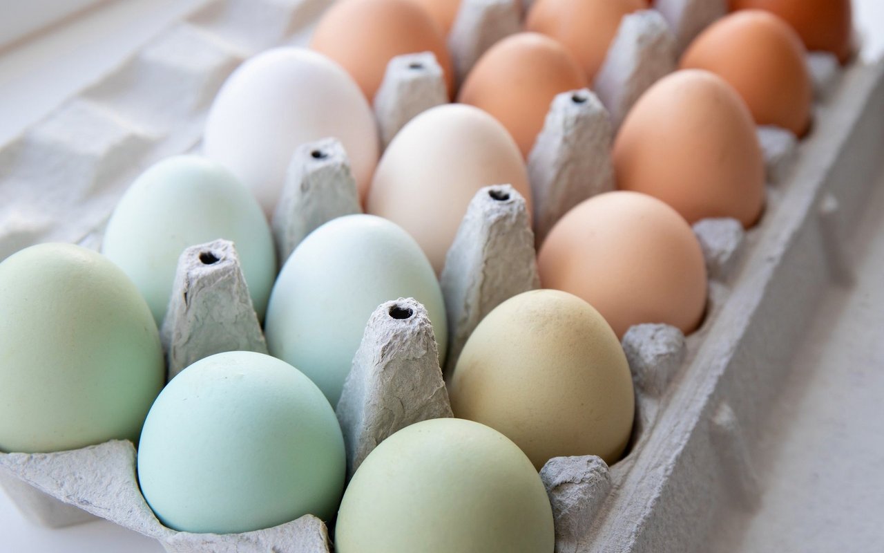 So individuell die Hühnerrasen sind, so individuell sind deren Eier. Die Farbvielfalt erstaunt. 