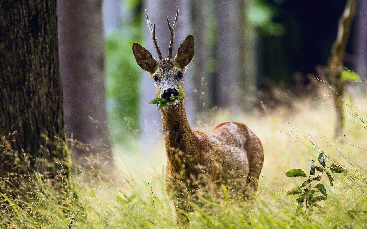 Ein Hirsch verschlingt ein paar Blätter. 