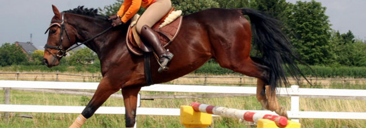 Beim Reiten wirken enorme Kräfte auf den Hufrollenkomplex. Nur ein gesunder, korrekt bearbeiteter Huf kann verhindern, dass die empfindliche Hufrolle erkrankt.