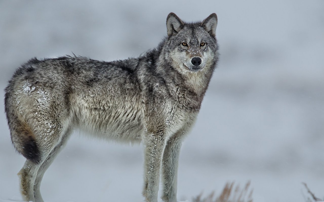 Ein Wolf im Yellowstone Nationalpark. 