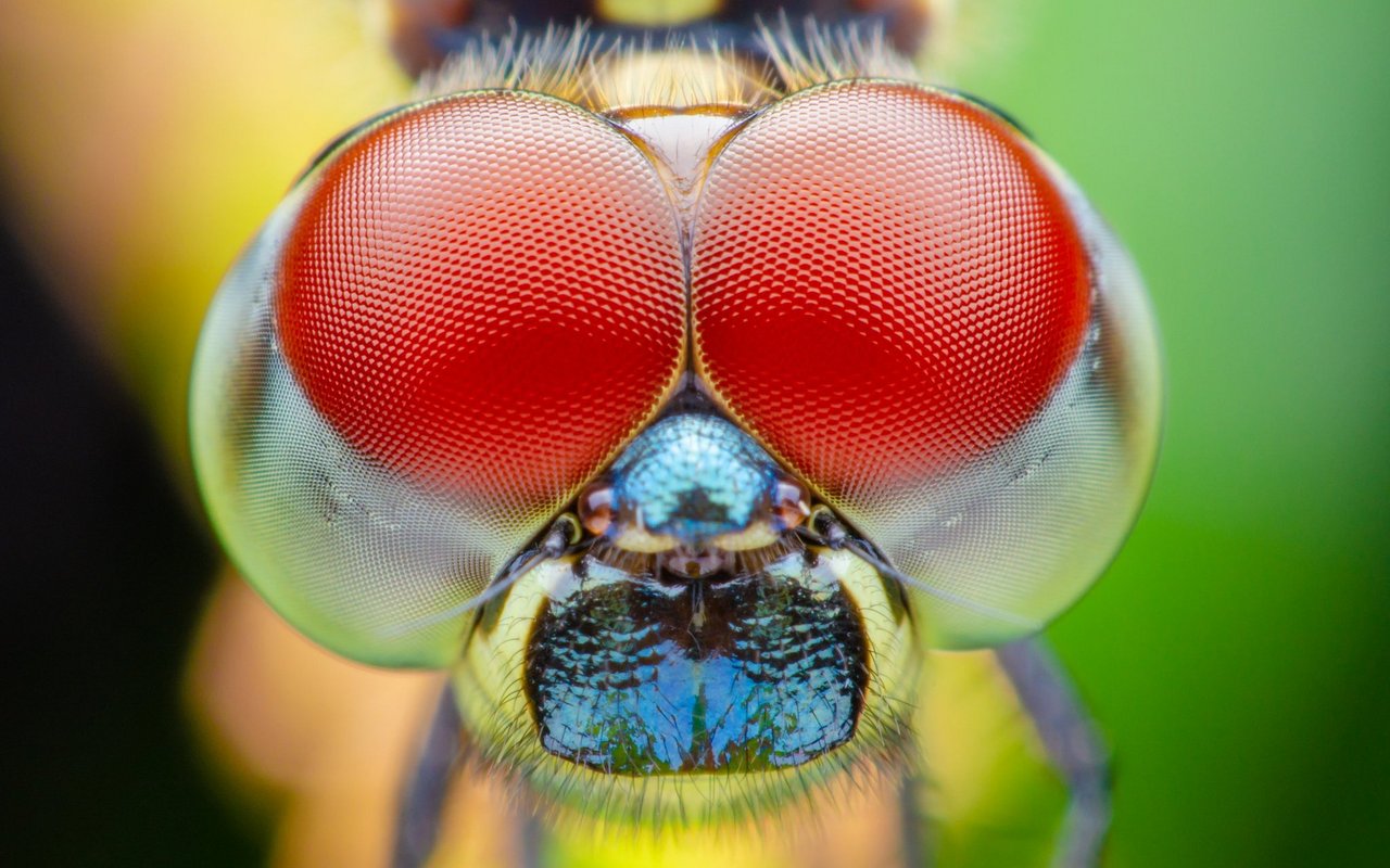 Die Augen der Libellen bestehen aus bis zu 28.000 einzelnen Augen, den so genannten Facetten.