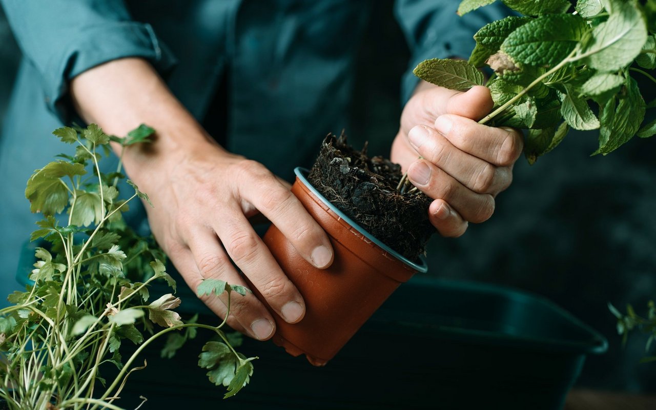 Mit den folgenden Tipps und Tricks ist der eigene Kräutergarten ruckzuck angelegt.