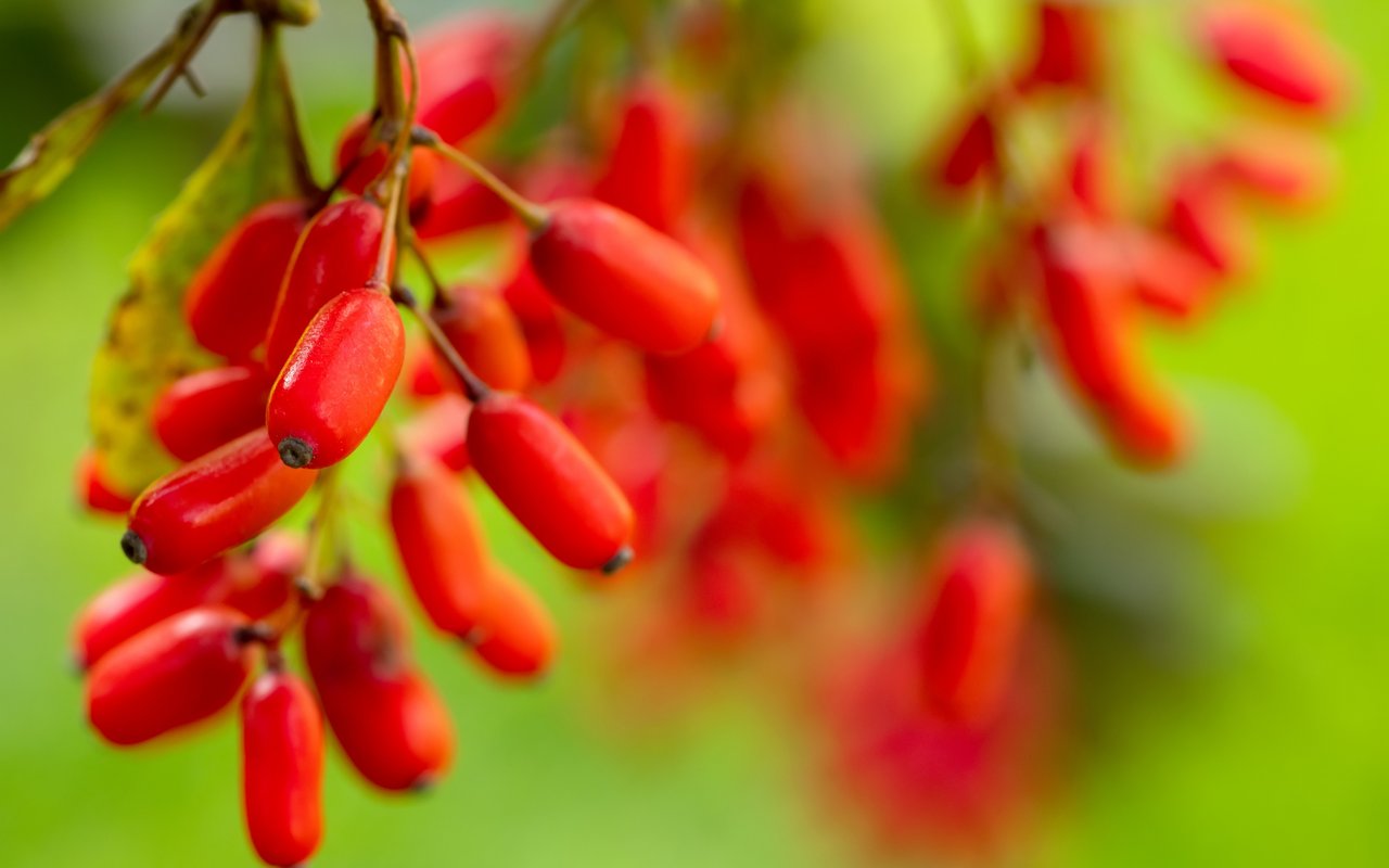 Gemeine Berberitze (Berberis vulgaris)