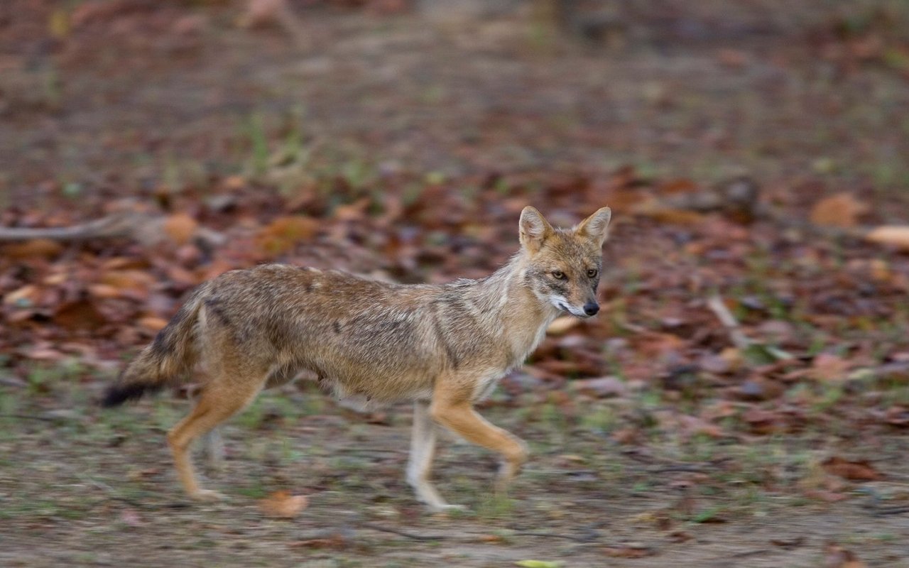 Goldschakale kommen erst seit 2011 in der Schweiz vor.