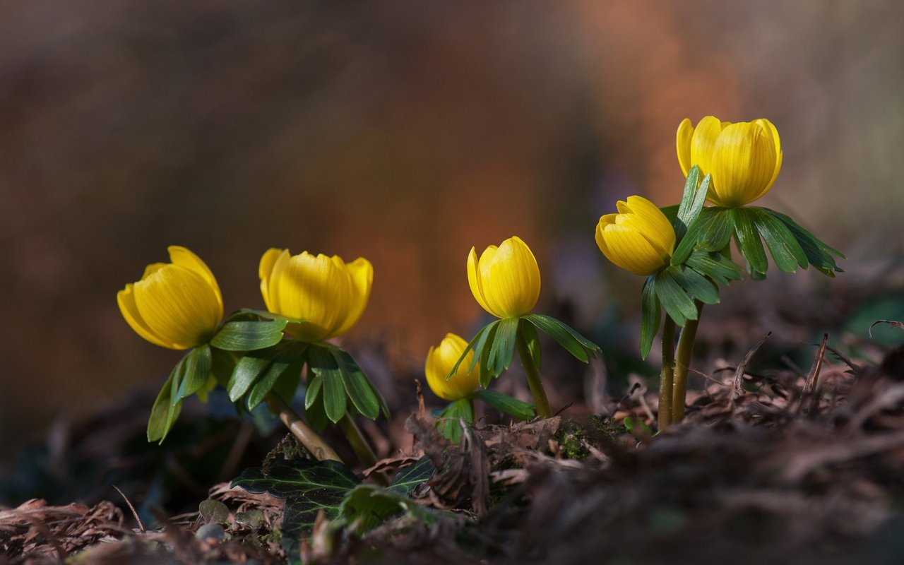 Winterling (Eranthis hyemalis)