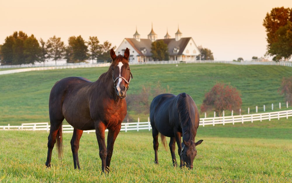 Um mehr über die renommierten Vierbeiner aus dem Bluegrass-Staat zu erfahren, solltet man unbedingt eine Farm besuchen. 