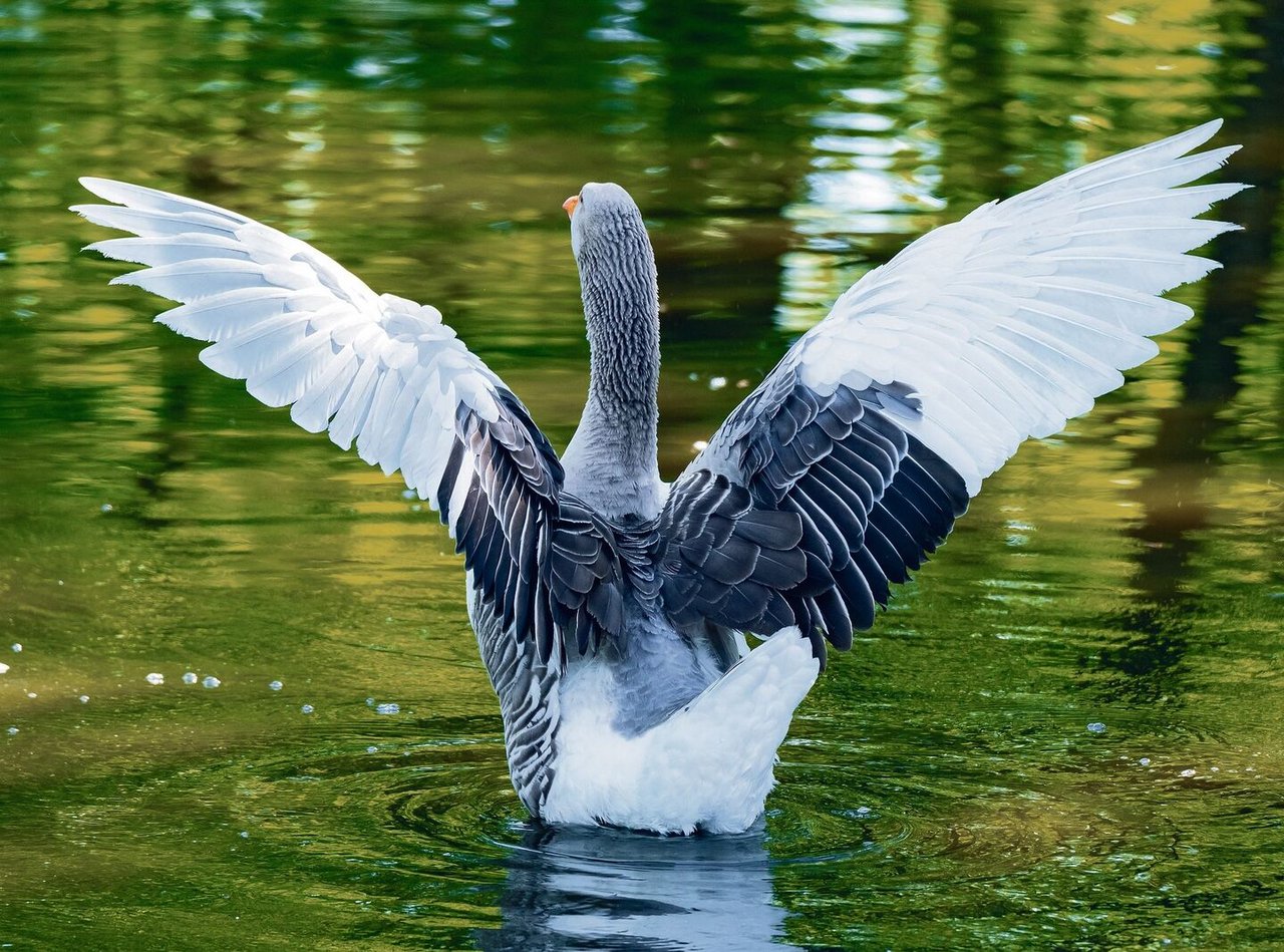 Gänse mögen Wasser, sie brauchen eine Gelegenheit zum Schwimmen.