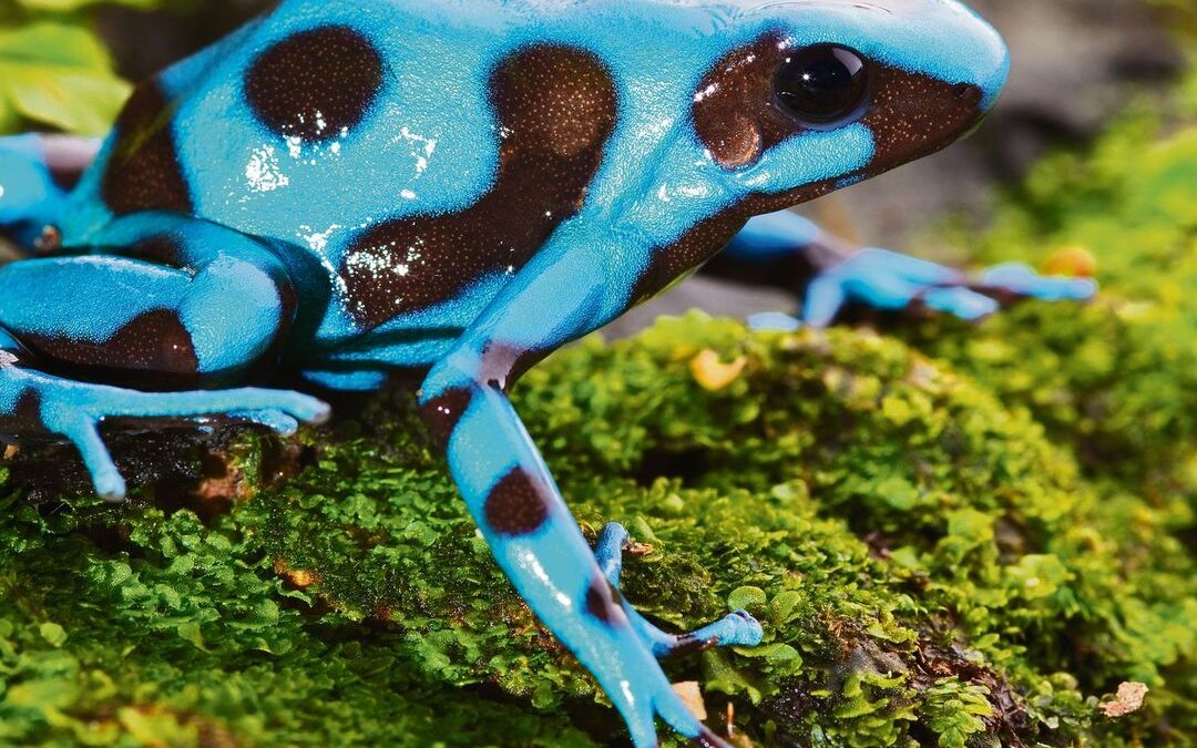 Den Goldbaumsteiger gibt es in grün-schwarze rund blau-schwarzer Variante.