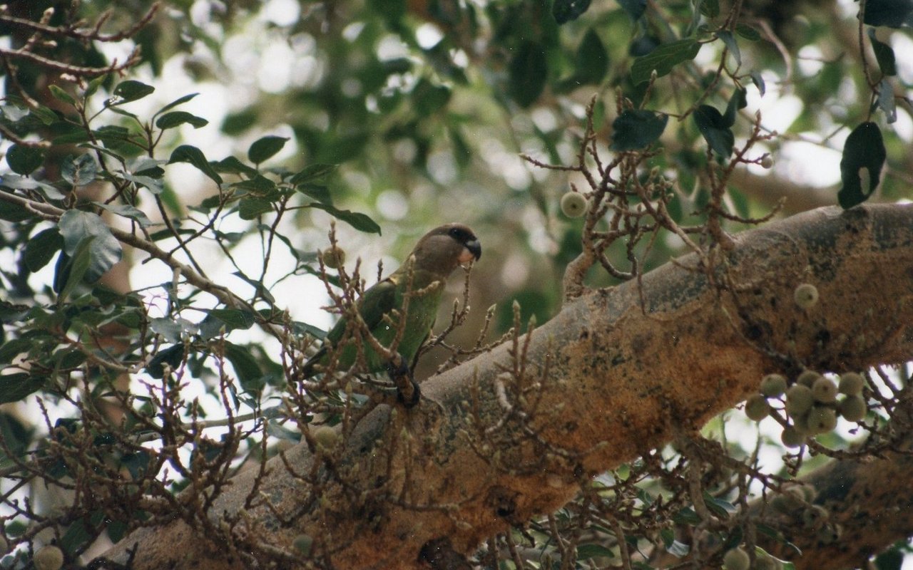 Braunkopfpapageien machen sich über die Feigen der Sykomore im Krüger-Nationalpark in Südafrika her. 