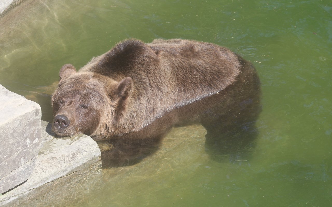 Bären schwimmen gerne, können aber nur fischen, wenn sie Grund haben.