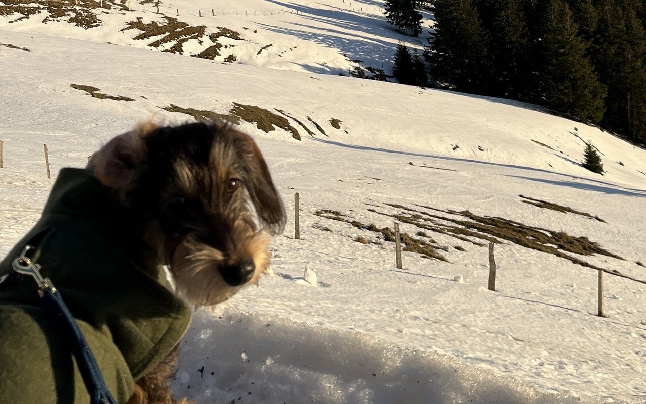 Wo Schnee liegt, da gefällt es Frieda.