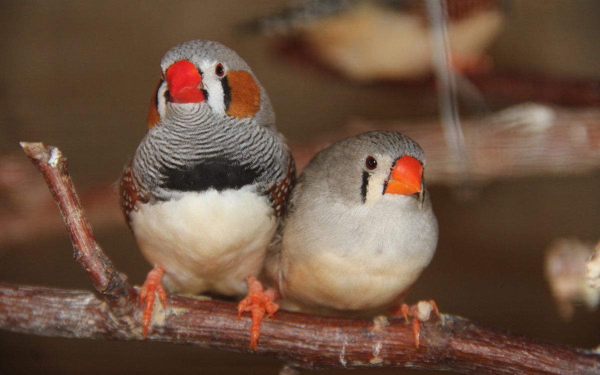 Zebrafinken sind ideale Beobachtungstiere, hier ein Pärchen. 