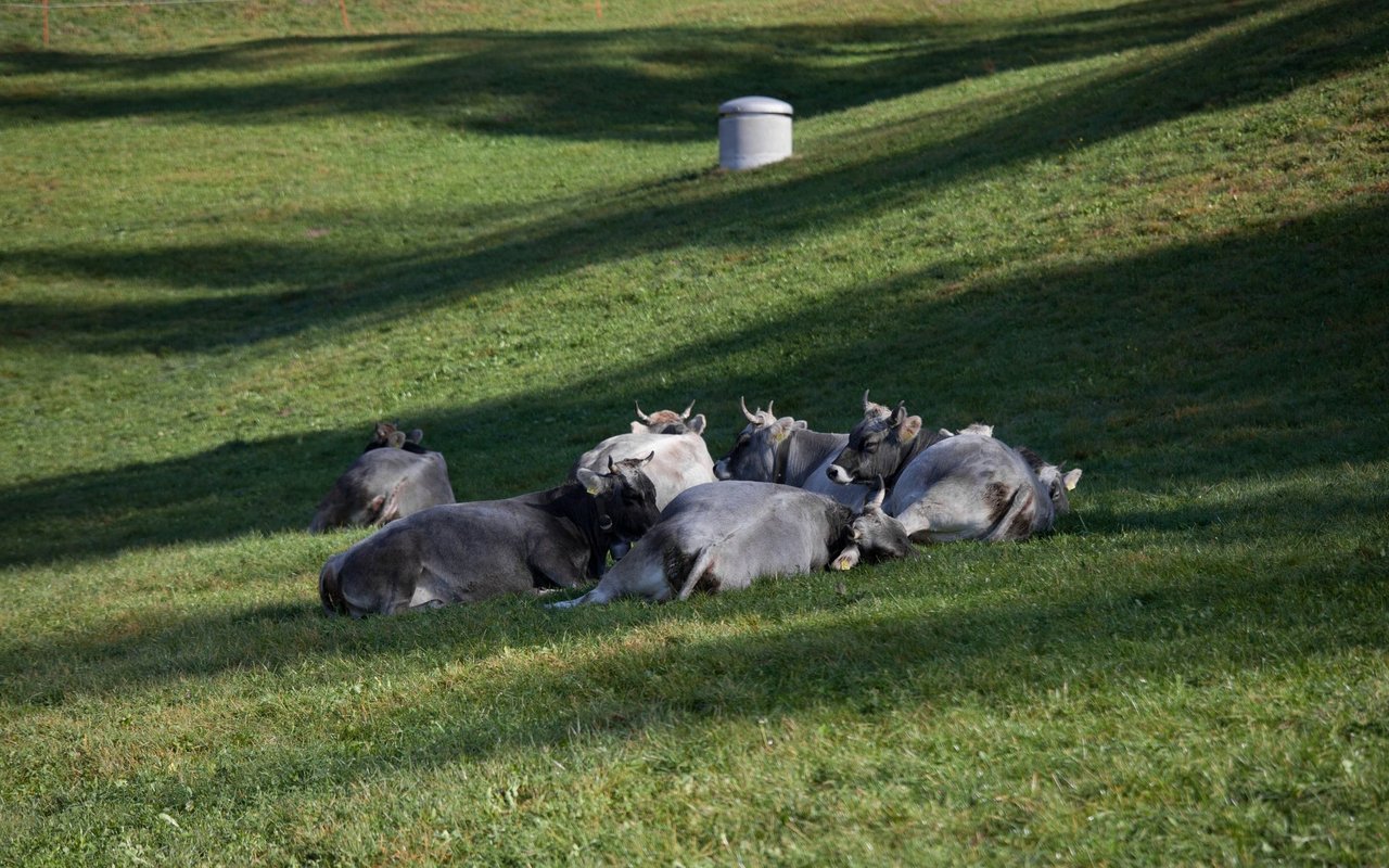 Das Rätische Grauvieh ist eine der kleinsten Rinderrassen der Welt.