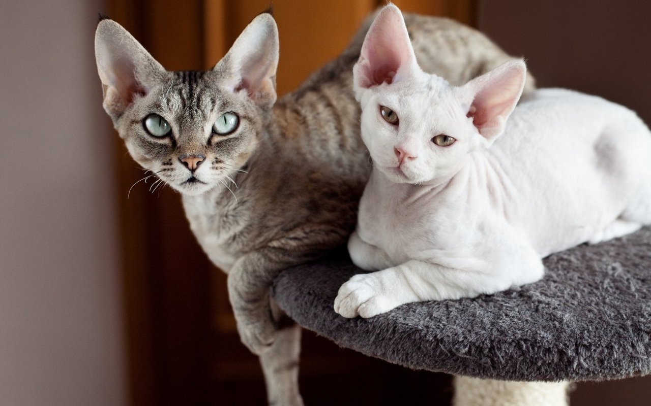 Devon Rex