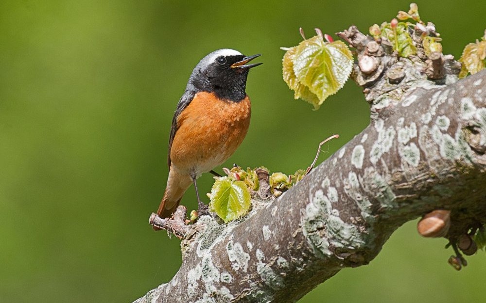 Der Gartenrotschwanz beginnt lange vor Sonnenaufgang mit dem Singen. Er ist der erste, doch er ist selten in der Schweiz.