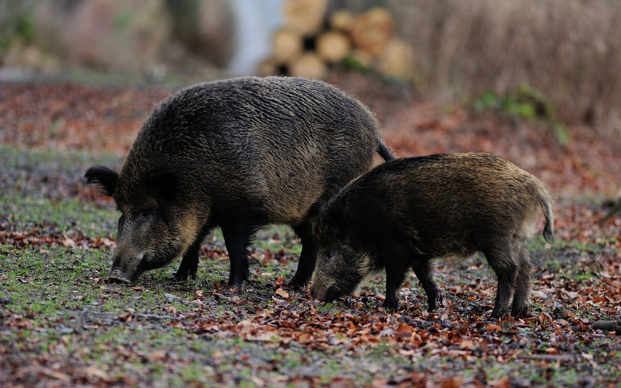Wildschweine sind Allesfresser mit einer vielfältigen Ernährung.