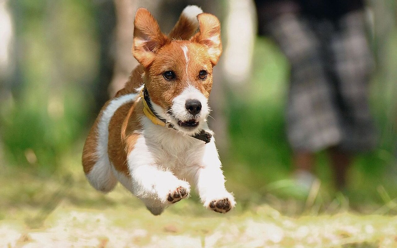 Der lebhafte Jack Russell ist als eigene Rasse in Australien entwickelt worden.